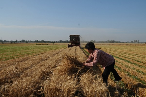 China to reinforce agricultural seed breeding sector